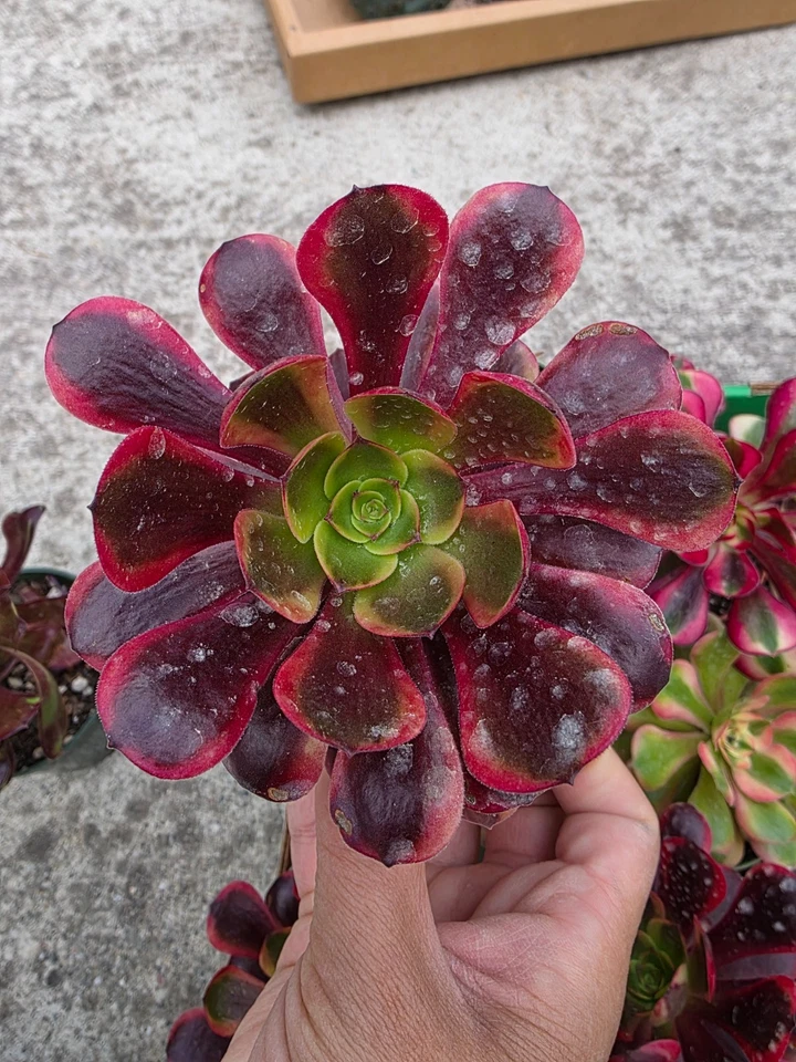 Imported  superbang  aeonium  succulent 1pc - Image 1 of 1