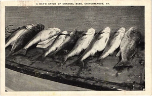 Vintage A Days Catch of Channel Bass Chincoteague Virginia Postcard - Picture 1 of 2
