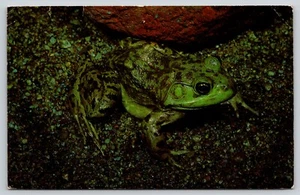 Postal La Rana Toro Rana Catesbelana Conserva Nuestros Niños y Ranas Toro - Imagen 1 de 2