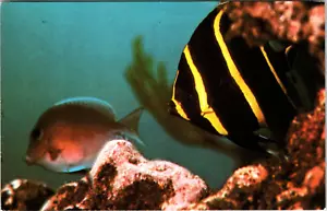 Postcard Colorful Reef Fish Coral Reef State Park Key Largo Florida - Picture 1 of 2