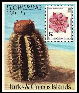 TURKS and CAICOS 475 - Turks Head Cactus "Melocactus intortus" (pb63726) - Picture 1 of 1
