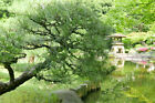 SAMEN Die Japanische Schwarzkiefer wird gerne als Freiland-Bonsai gezogen Garten