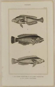 Buffon Original 1850 Peces Ictiología Fishes Labre Labro Wrass Poissons - Picture 1 of 1