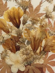 Pressed Dried Floral Art (Framed & Matted) 14 X 11.5 - Picture 1 of 4