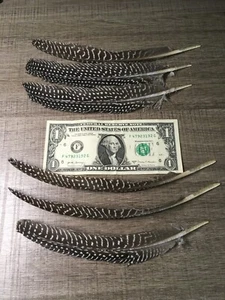 6 wing feathers French Guinea for fly tying, fletching, crafts, hats, jewelry - Picture 1 of 2