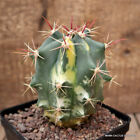 A5821 Ferocactus Pottsii Variegated Pot10-H12-W9 Cm Mama Cactus