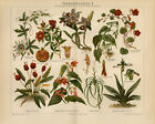 Antique Print-Species Of Houseplants-Passion Flower-Zimmerpflanzen-Meyers-1895