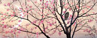 Leinwandbild Baum Rosa 100x40 DD123239 Keilrahmenbild Wandbild Leinwand