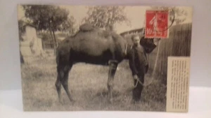 Voyage de Marseille à Paris à dos de dromadaire d'un ex-boulanger.......(S15-21) - Bild 1 von 3