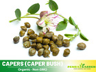 12 Seeds| Capers (Caper Bush) Seeds #6037