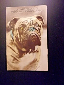 DE COLECCIÓN NOVEDAD CHIRRIDO POSTAL-BULLDOG CON OJOS AMARILLOS-FUNCIONA-POCONO LAKES  - Imagen 1 de 4
