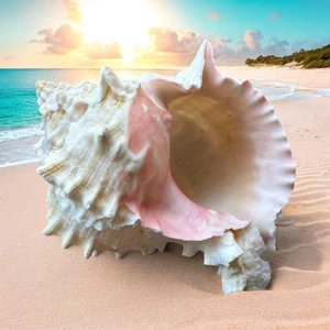 Caracola Murex grande concha rara natural rosa blanco decoración costera océano mar concha - Imagen 1 de 5