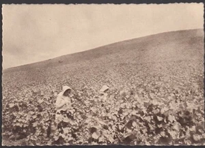 Champagne POMMERY-GRENO Une Partie du Vignoble près REIMS CPA sépia animée RARE - Picture 1 of 2