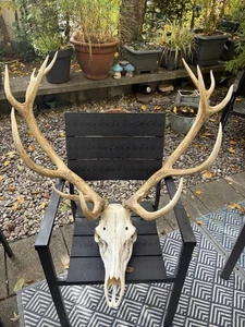 13-Ender Hirsch + 9 Rotwild-Geweihe auf Tafel – schönes Jagdtrophäen-Set - Bild 1 von 11