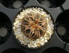 Gymnocalycium spegazzinii v. punillense !!! OWN ROOT !!! Rare Cactus 10018