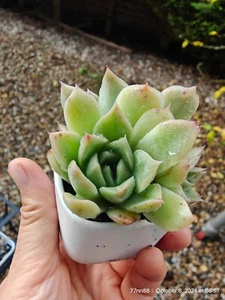 Rare Triple heads Echeveria Agavoides Gilva Succulent Live Rooted Plant - Picture 1 of 5