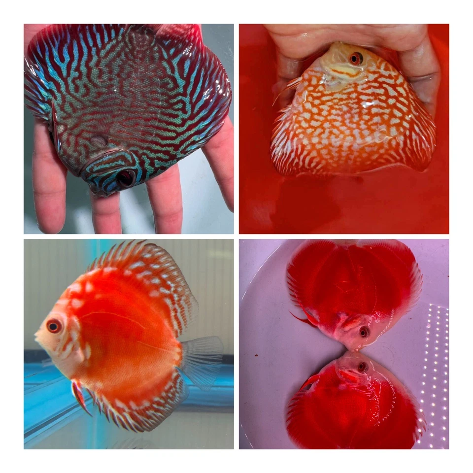 Pack de 4 Peces Disco 4" - Peces Vivos Acuario Envío Durante la Noche Foto 1 de 1