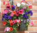 Hanging Garden Pouches to Grow Flowers Herbs Strawberry's Trailing Geraniums (9)