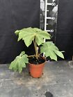 Tetrapanax Papyrifer ? Steroid Giant?.   Rice Paper Plant