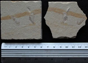 Paradollocaris vannieri + Garnelen - 100 Millionen Jahre Kreidefossilien Libanon - Bild 1 von 3