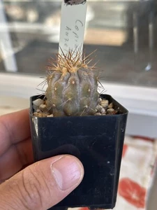 COPIAPOA HASELTONIANA H 5 cm W 4 cm Live Cactus Seed Grown - Picture 1 of 2