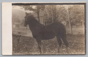 Postcard Henry Woods Colt Horse Early 1900s Unposted - Picture 1 of 2