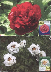 BULGARIEN 2010 BLUMEN PFINGSTROSE PFINGSTROSEN 2 MAXIKARTEN - Bild 1 von 2