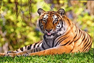Tiger Cat Wild Animal Postcard Mint New Condition REF: CAT46 - Picture 1 of 1