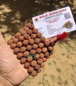 LABORZERTIFIZIERT Selten 7 Mukhi RUDRAKSHA Rudraksh Mala ROSENKRANZ 108+1 Gebetsperlen - Bild 1 von 5