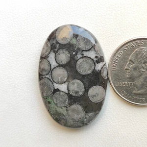 Designer black fossil coral gemstone fancy shape black fossil loose gem C5731 AU - Picture 1 of 5