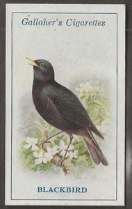 GALLAHER-BRITISH BIRDS 1923 (BY GEORGE RANKIN)-#094- BLACKBIRD