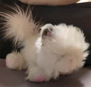 Little Live Pets Cuddles White Kitten Gray Ears Interactive Moves Meows Works - Picture 1 of 6