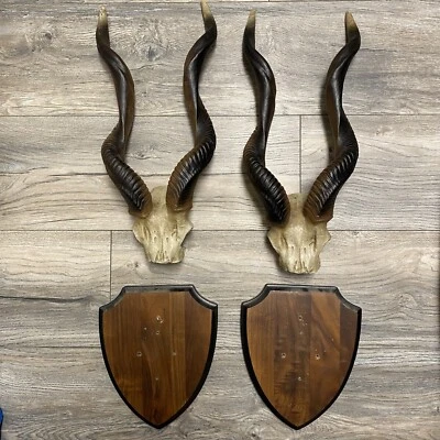 Trofeos de pared africanos de diseño Toscano Kudu PAR - ¡LEER! Foto 1 de 4