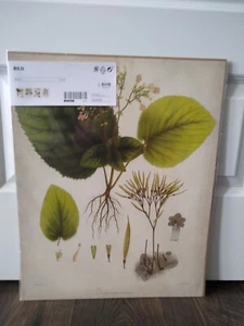 4er Pack - Ikea BILD Poster Bild 16 1/4 x 20" Blumen & Blätter (ohne Rahmen) NEU - Bild 1 von 9