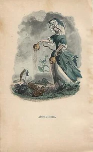 Stampa antica FIORI ANIMATI PAPAVERO DA OPPIO Grandville 1899 Antique print - Foto 1 di 1