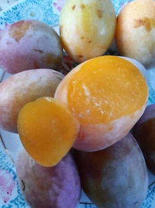 rare golden plum 3 fresh cuttings - Picture 1 of 2