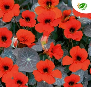 Capuchina Enana Roja ( 20 semillas ) Imperatrice de India - Flores Comestibles - Imagen 1 de 1
