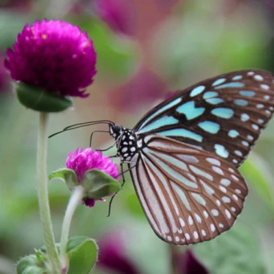 Gomphrena globosa (Globe Amaranth) 100 to 2,000 Seeds RARE Meadow Garden Flowers - Image 1 of 4