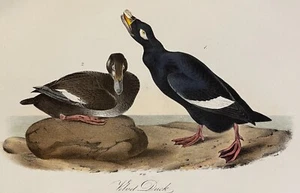 Audubon Velvet Duck Pl 401 Birds Of America 1st Edition Royal Octavo - Picture 1 of 3