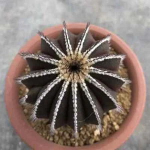 Hermoso cactus de 4 cm plantas vivas Uebelmannia pectinifera raro suculento - Imagen 1 de 6