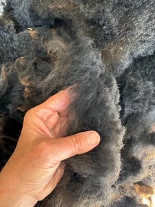 Raw Wool Fleece Shetland 1 lb 6 oz Black Phoebe 2025 - Picture 1 of 5