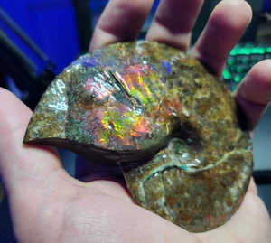 COMPLETE Ammolite Fossil Gem Placentarias Intercalare + King's Gift Disposition! - Picture 1 of 9