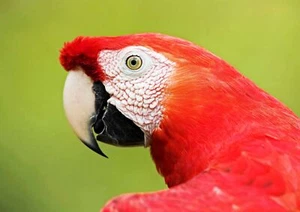 MACAW PARROT - Wild Birds Poster Picture Print Sizes A5 to A0 **FREE DELIVERY** - Bild 1 von 7