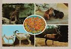 USA VINTGE POSTCARD LOS ANGELES ZOO - AFRICAN ANIMALS -LYNX-BEAR-WAPITI-SHEEP
