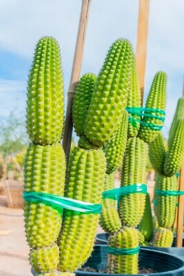 Echinopsis Brevispinulosus, Indian Comb Cactus, LARGE, RARE - Image 1 of 4