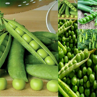 PEA MASSEY GEM  25 Seeds Bulk VEGETABLES Garden GROW PEA Seeds - image 1 of 4