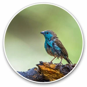 2 x Vinyl Stickers 10cm - Blue Breasted Cordon Bleu Bird Cool Gift #12384 - Photo 1/9
