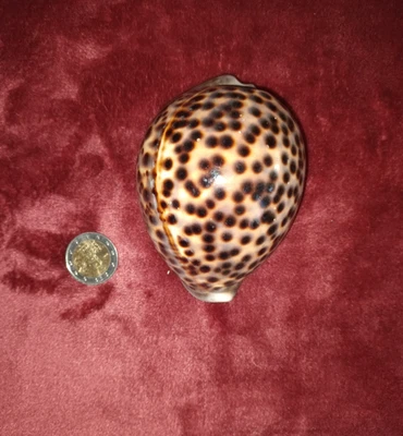 ## riesige Cypraea tigris -   10,2 cm ! - Sammlung ## - Bild 1 von 4