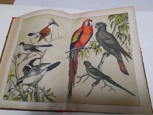 1878. Storia naturale degli uccellini. Con 30 doppi fogli colore. litogr. Pannelli - Foto 1 di 24