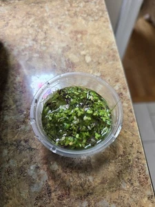 Duckweed - Picture 1 of 1